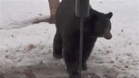 Massachusetts Black Bears Return Following Winter Hibernation