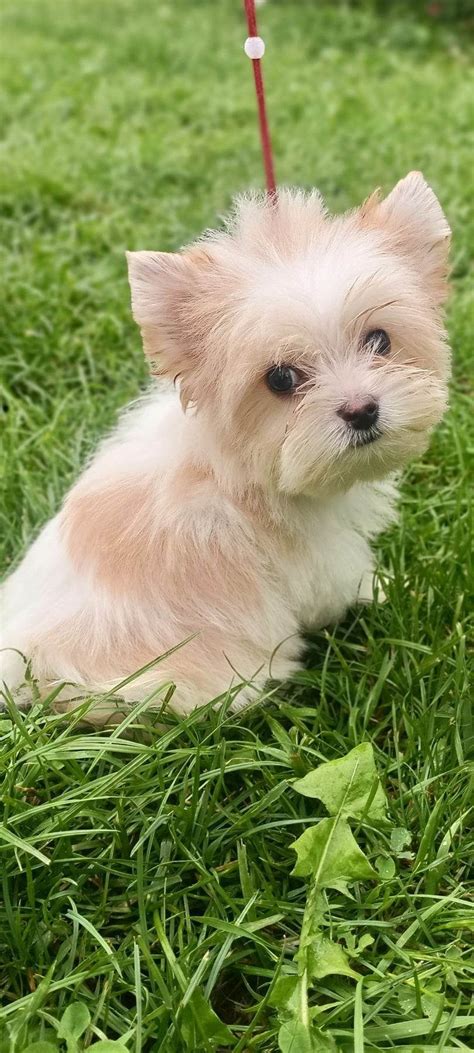 Golddust Yorkshire Terrier Piesek Miniaturka Ch Opak Bandzior Krak W