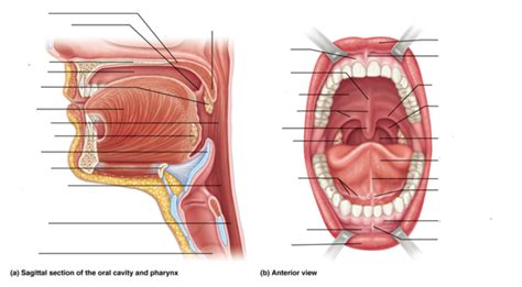 The Oral Cavity Labeling Diagram Quizlet