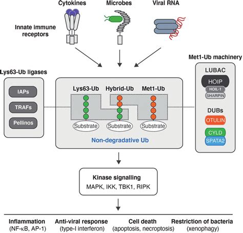 Ubiquitin In Innate Immune Signalling Responses Schematic Model