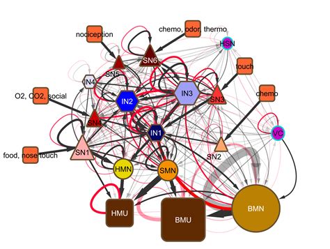 Wormwiring Network Diagrams