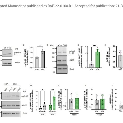 Sga Fpecs Show Increased Basal Enos S1177 Phosphorylation And Yoda1 Download Scientific