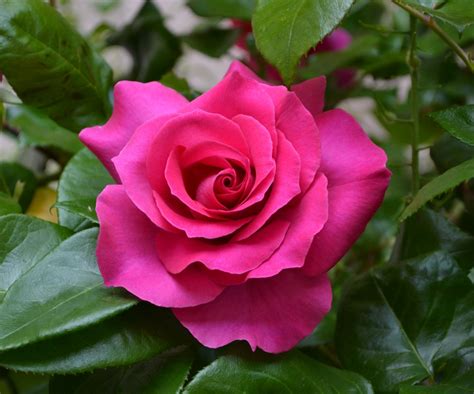 Free Images : flower, petal, pink, red rose, flowers, floribunda ...