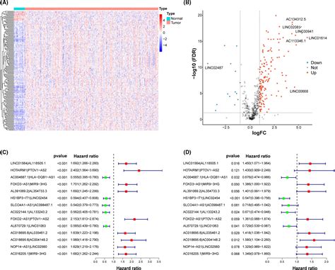 A Hypoxiarelated Lncrna Model For Prediction Of Head And Neck Squamous