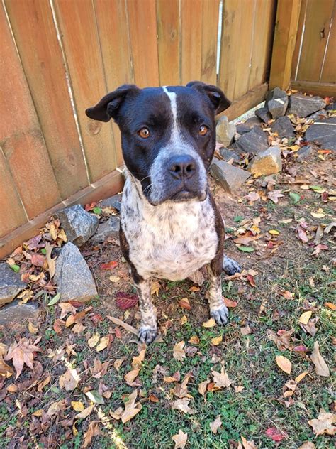 Rescue Ranch Resident Pickens Animal Rescue