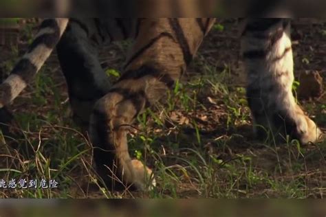 老虎捕猎水鹿，不料却被水鹿拖着跑，结果让人出乎意料水鹿结果老虎