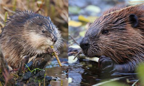 What's The Difference?: Beaver vs. Muskrat - Forest Preserve District ...