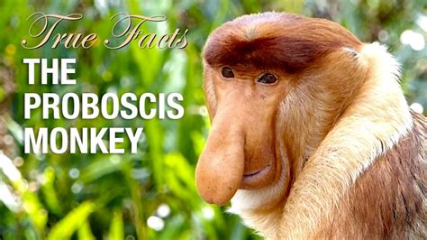 Why the Proboscis Monkey Has Such a Weird Nose