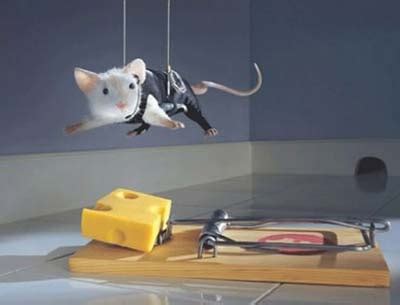 Funny Animals: Funny Mice Pictures,Images - Funny Mouse