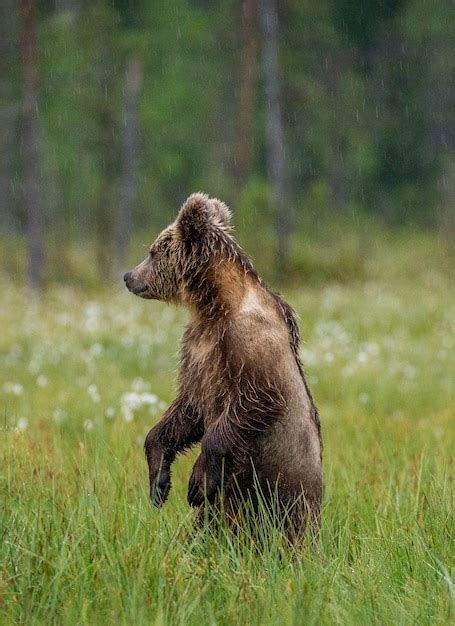 Oso Pardo En Un Claro Del Bosque Est De Pie Sobre Sus Patas Traseras