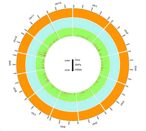 Circos Plots For The Chromosome Wise Distribution Of Unique Snps And