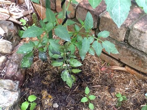 Tomato Plant Leaves Turning Black Thriftyfun