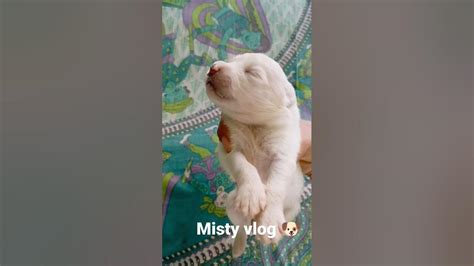 Misty Vlog L Misty Puppy L Misty Baby Dogs Shorts Youtubeshorts