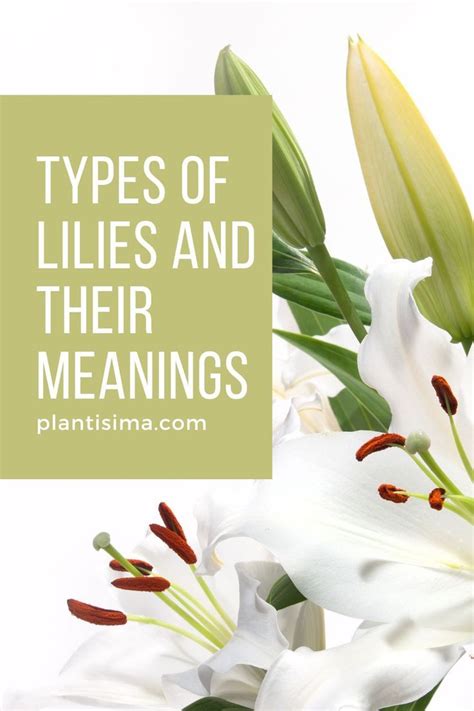 Types Of Lilies And Their Meanings Learn Here About The Real Truth