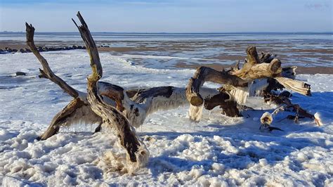 Schlafende Bäume am Strand bei Loissin im Winter GreifswalderNet