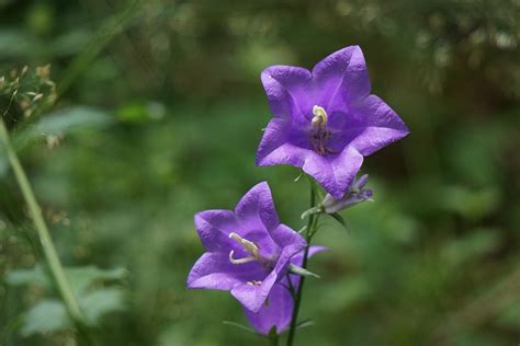 Platycodon Balloon Flower Blue Free Photo On Pixabay Pixabay