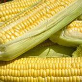 Corn Seeds (Non-GMO) | Planet Natural