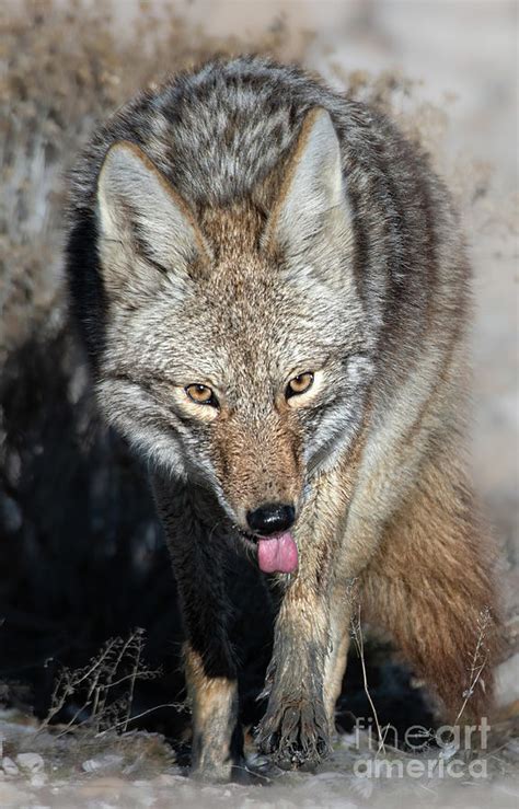 Coyote On The Prowl Photograph By Jami Bollschweiler Pixels