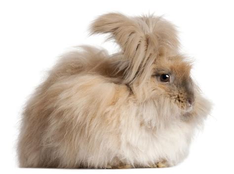 Angora Rabbit Traits And Pictures