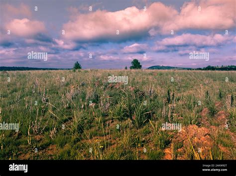 Grass field / veld landscape in Gauteng, South Africa Stock Photo - Alamy