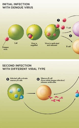 Bedeviled By Dengue The Scientist Magazine®