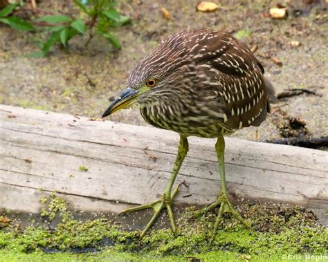 Black Crowned Night Heron Bihoreau Gris Juvenile Marais Flickr