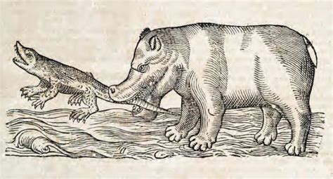 Hippo From Medieval Bestiary The Book