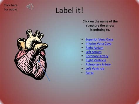 Ppt The Human Heart Powerpoint Presentation Free Download Id 2254677