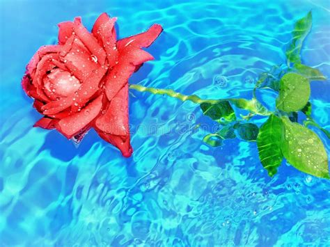 Rose in water stock image. Image of rose, sail, beauty - 55277755