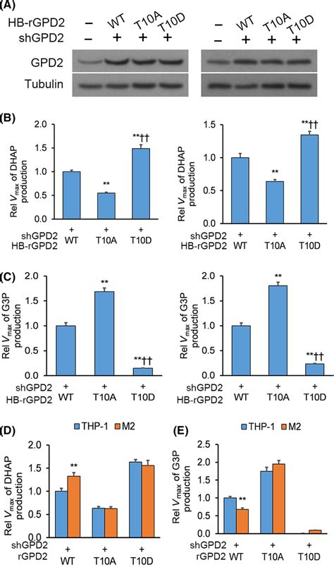 Macrophageinduced Glycerol3phosphate Dehydrogenase GPD2