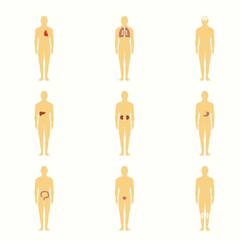 Menselijke Figuren Met Interne Organen Premium Vector