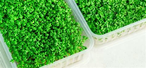 Growing Microgreens Indoors Without Soil Slick Garden