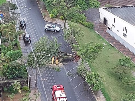 Botucatu Árvore Cai Durante Chuva E Interdita Rua No Centro Botucatu