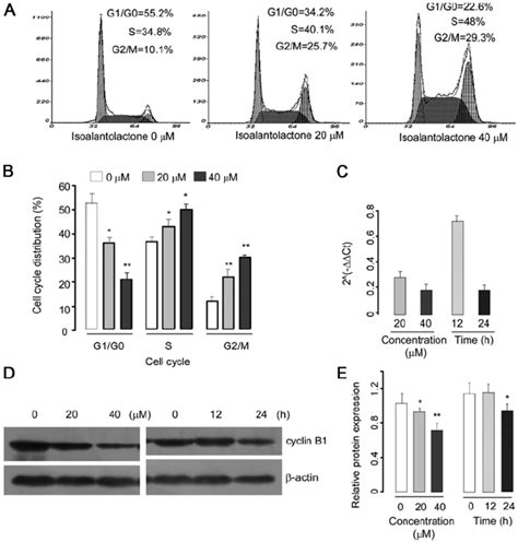 Effect Of Isoalantolactone On The Cell Cycle In U2OS Cells A The DNA