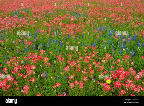 Roadside Wildflowers Featuring Texas Paintbrush Castilleja Indivisa