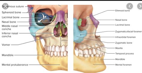 Bones of the Nose Diagram | Quizlet