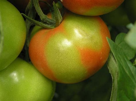 Tomato Plant Nutrients Fruit