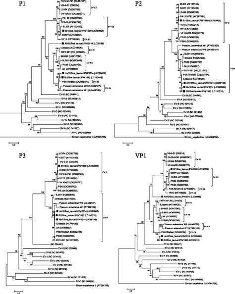 Phylogenetic Trees Using Amino Acid Sequences Of P1 P2 And P3 And Vp1