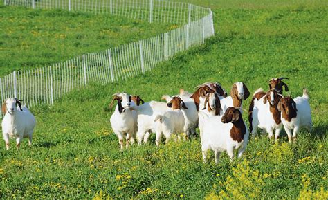 Electric Fence Ear Tags Sheep Goat Equipment Clippers And Shears