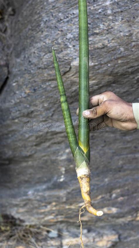 Planta De Serpiente Skyline Spear Sansevieria Imagen De Archivo