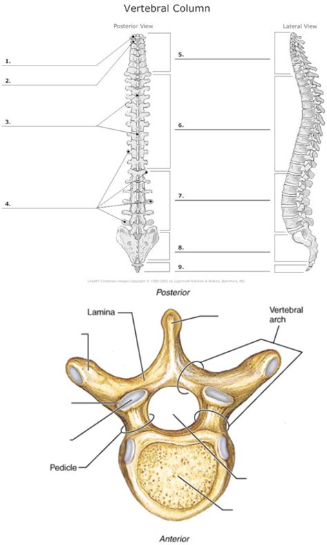 Spine Labeling Diagram Quizlet