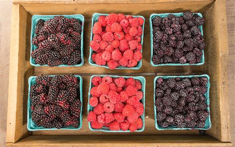 Raspberry And Blackberry Pricing Survey NARBA