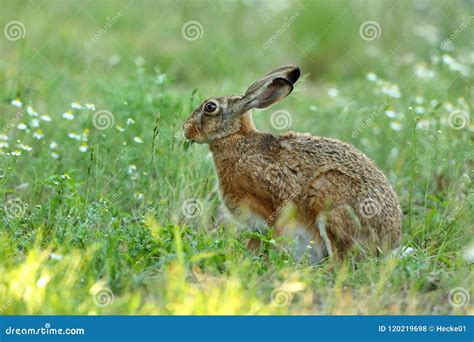 Wild hare in nature stock photo. Image of life, animal - 120219698