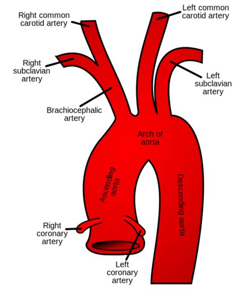 Common Carotid Artery Physiopedia