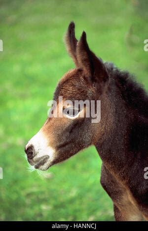 Mule Maultier Stock Photo Alamy