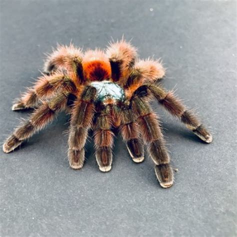 Antilles Pink Toe Tarantula - Once in a Wild