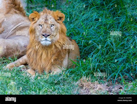 Asiatic Lion India Stock Photo Alamy