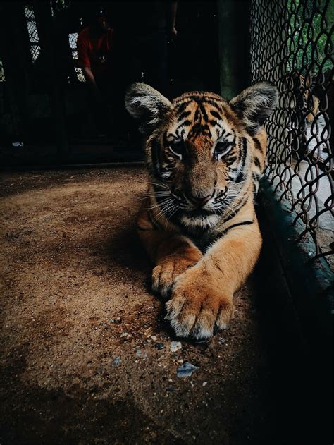 Tiger In Cage Bengal Tiger Inside Cage Animal Zoo One Animal