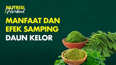 Daun Kelor Kaya Akan Manfaat Untuk Berbagai PenyakitNutrisi Herbal