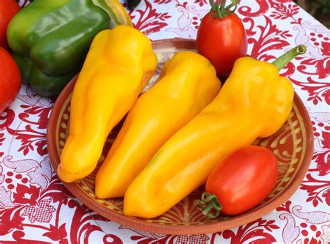 Yellow Bardo Sweet Pepper Treated Seed Seedway